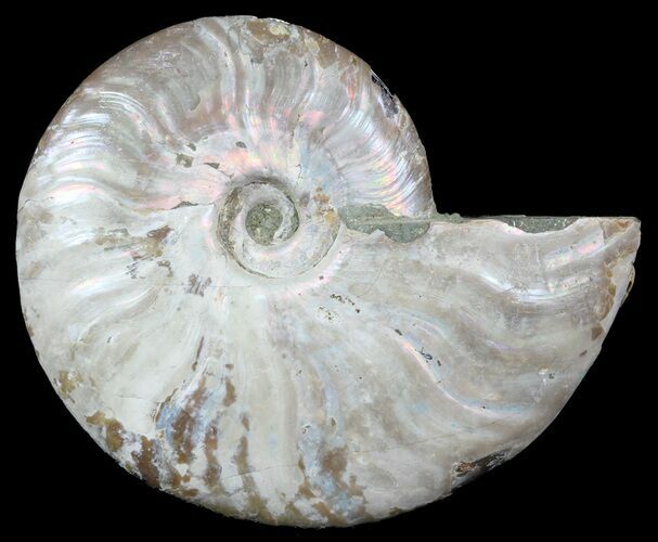 Silver Iridescent Ammonite - Madagascar #54865